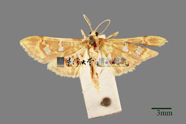 螟蛾藏品圖，第1張