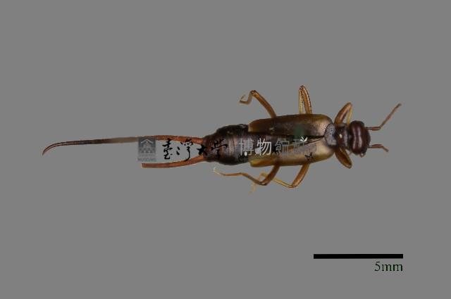 東慈螋藏品圖，第1張