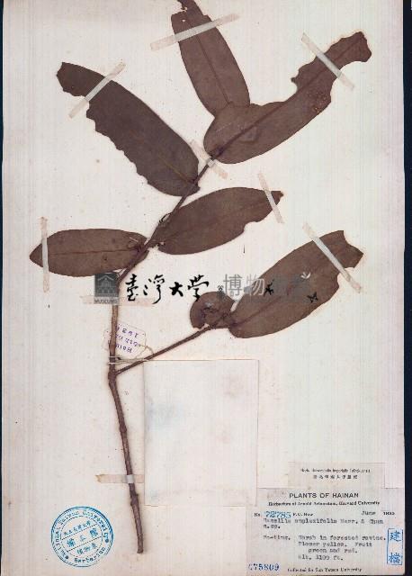 抱莖短蕊茶藏品圖，第1張