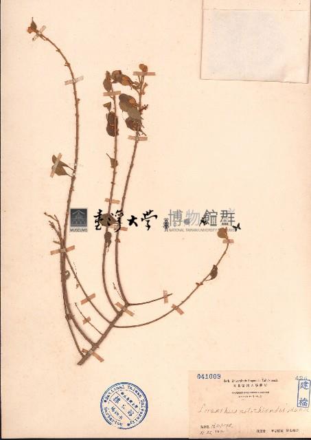 小葉梨果寄生、藍木桑寄生藏品圖，第1張