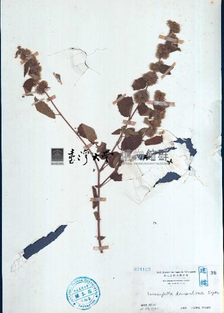 臭垂桉草藏品圖，第1張