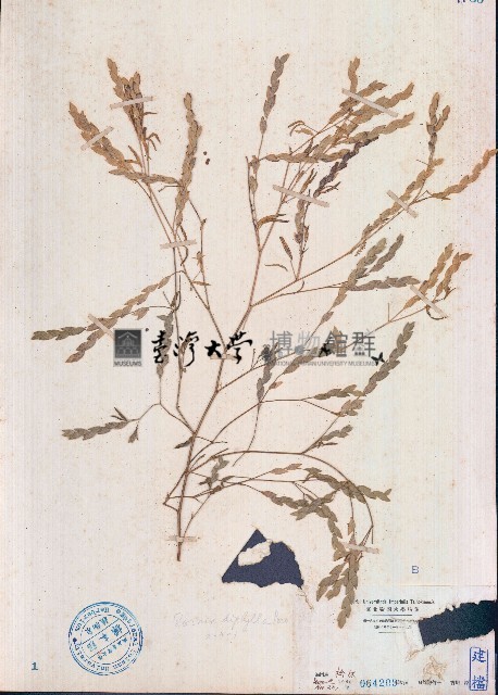 丁葵草藏品圖，第1張
