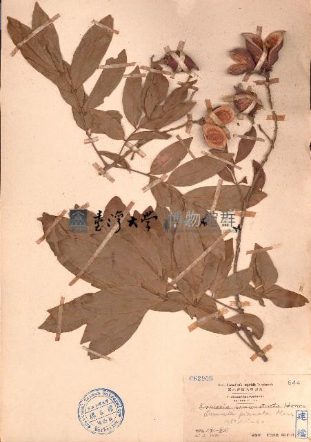 海南红豆藏品圖，第1張