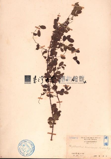 小果葉下珠藏品圖，第1張