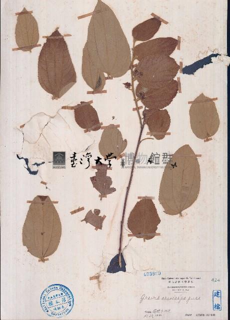 大葉捕魚木藏品圖，第1張