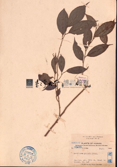 山地五月茶藏品圖，第1張