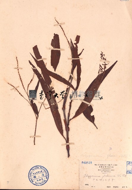 紅辣蓼藏品圖，第1張