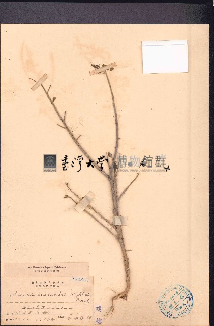 向天黃藏品圖，第1張