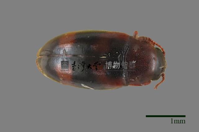 大蕈蟲藏品圖，第1張