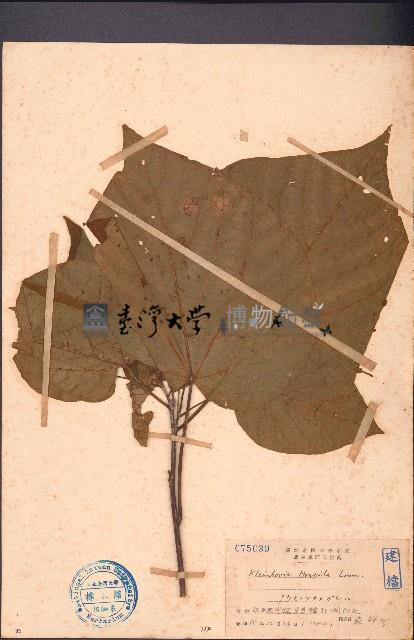 克蘭樹藏品圖，第1張