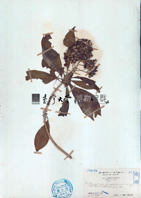 臺灣海桐藏品圖，第1張