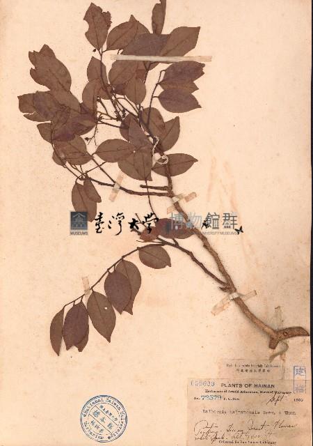 海南黄檀藏品圖，第1張