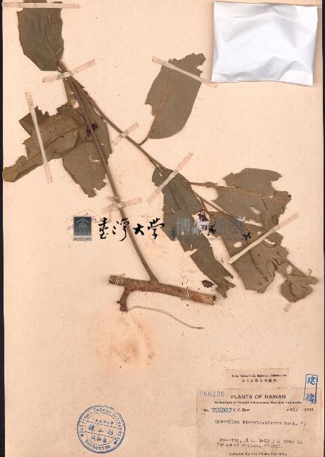 杯萼樫木藏品圖，第1張