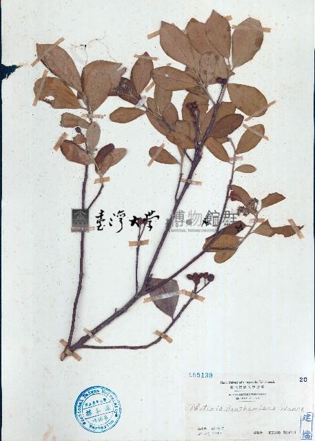 石楠藏品圖，第1張