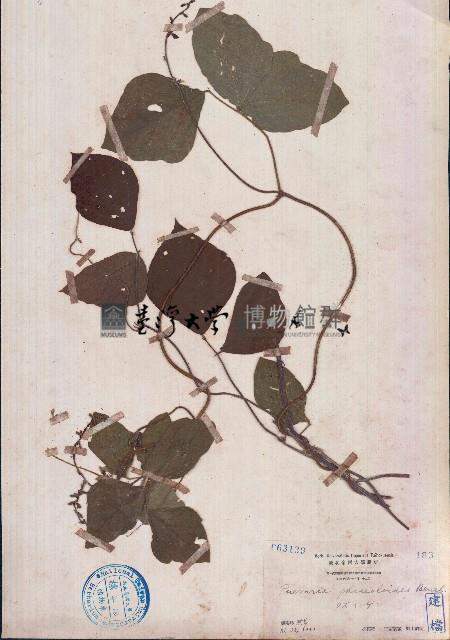 假菜豆藏品圖，第1張