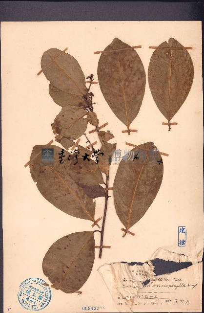 貢甲、白山柑藏品圖，第1張