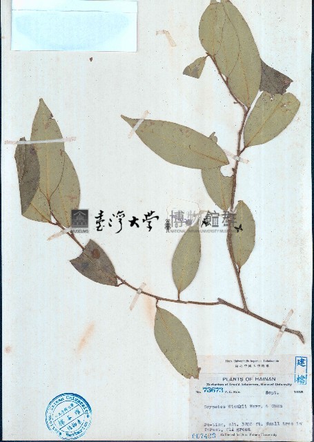 瓊中核果木藏品圖，第1張