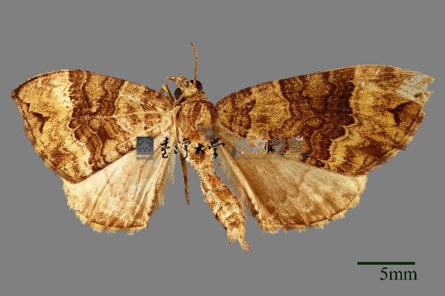 尺蛾藏品圖，第1張