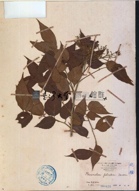 大管、白木藏品圖，第1張