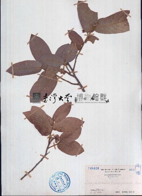 皂帽花藏品圖，第1張