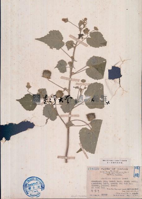 冬葵子藏品圖，第1張