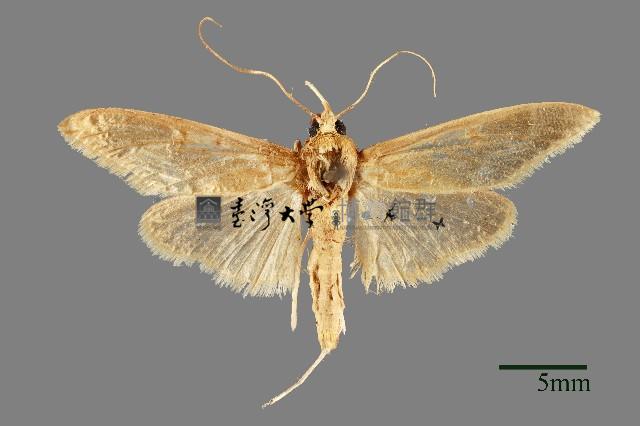 螟蛾藏品圖，第1張