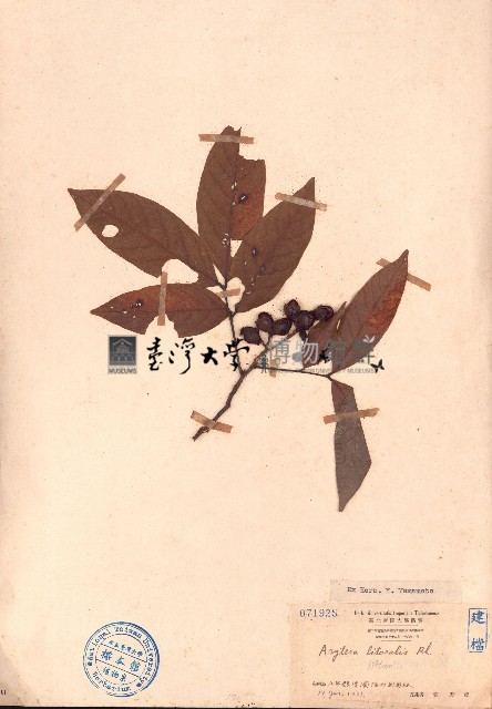 濱木患藏品圖，第1張
