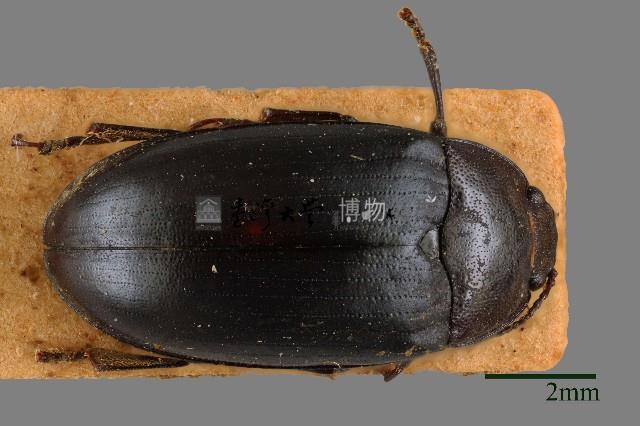 大蕈蟲藏品圖，第1張