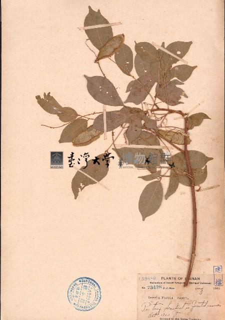 中南魚藤、霍氏魚藤藏品圖，第1張