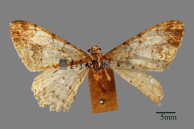 螟蛾藏品圖，第1張