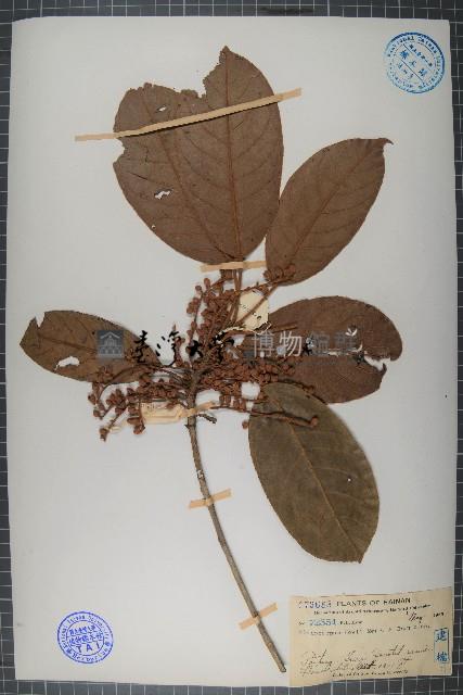 銹毛杜英藏品圖，第1張