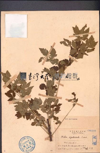 楝藏品圖，第1張