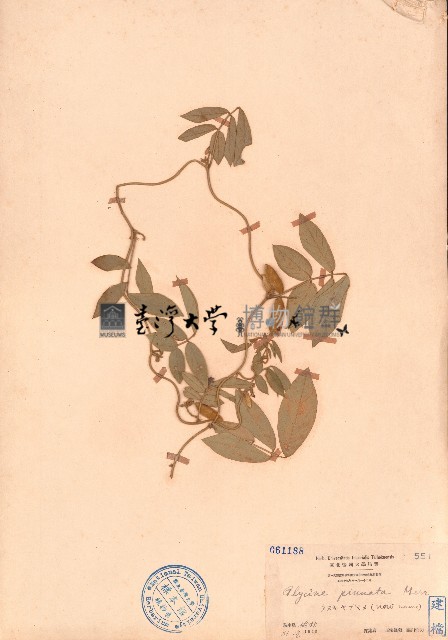 羽葉擬大豆藏品圖，第1張