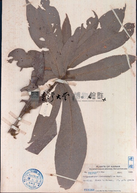異葉三寶木藏品圖，第1張