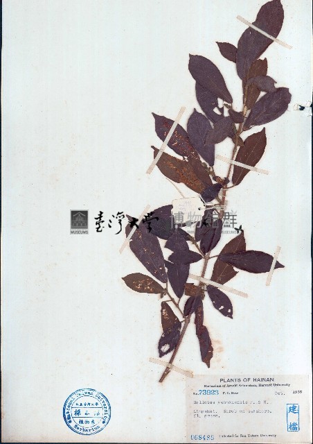 雲南野桐藏品圖，第1張