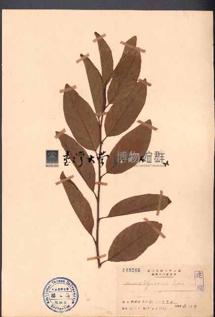 番荔枝藏品圖，第1張