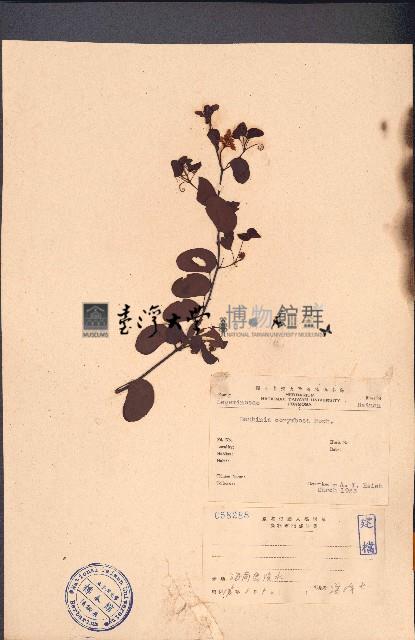 長序首冠藤藏品圖，第1張