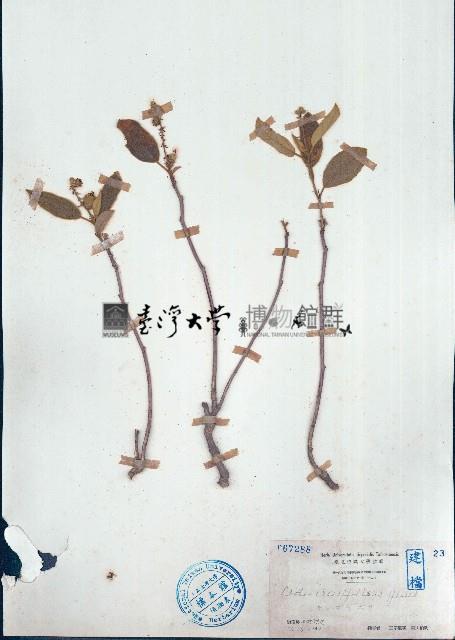 雞骨香藏品圖，第1張