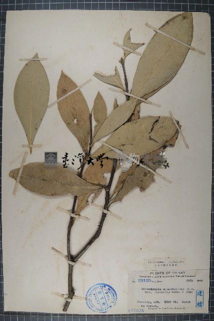 木樨假衛矛藏品圖，第1張