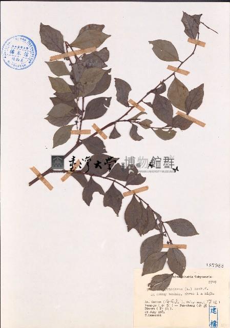 黑面神藏品圖，第1張