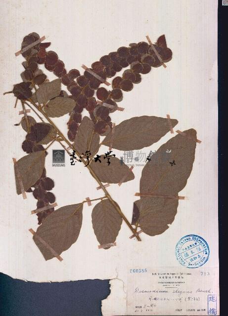 毛排錢樹、鱗狸鱗藏品圖，第1張