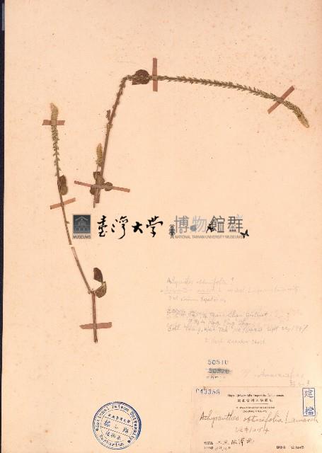 鈍葉土牛膝藏品圖，第1張