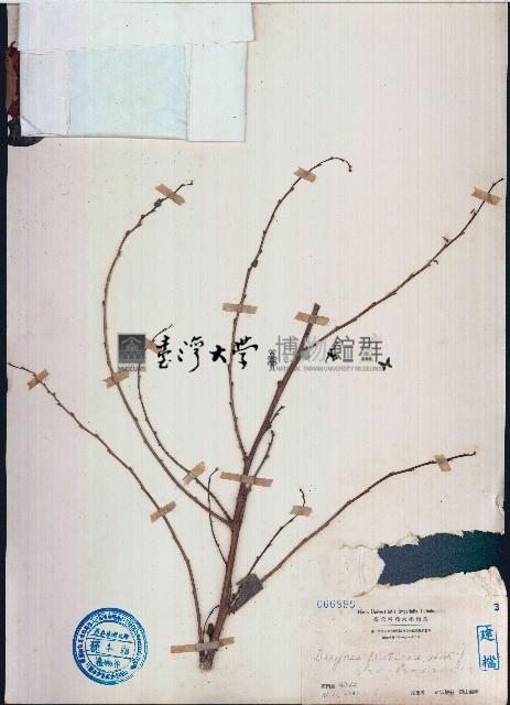 黑面神、鍋蓋木藏品圖，第1張