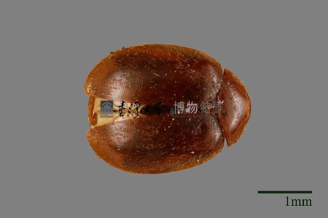 大蕈蟲藏品圖，第1張