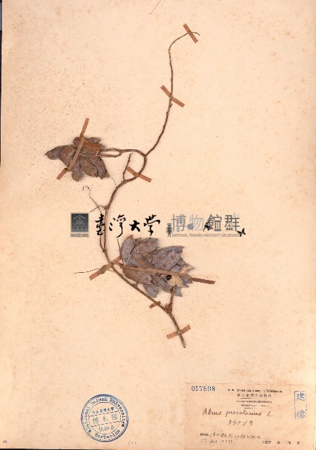 雞母珠藏品圖，第1張