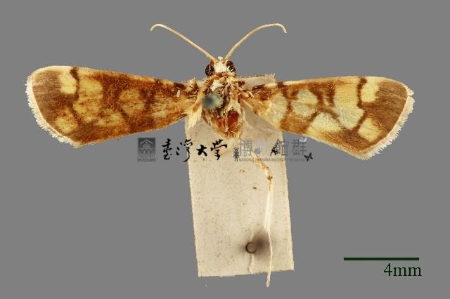 螟蛾藏品圖，第1張