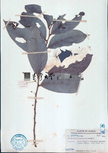 紅算盤子藏品圖，第1張