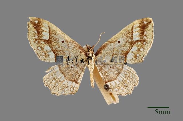 尺蛾藏品圖，第1張