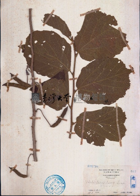 扭蒴山芝麻藏品圖，第1張
