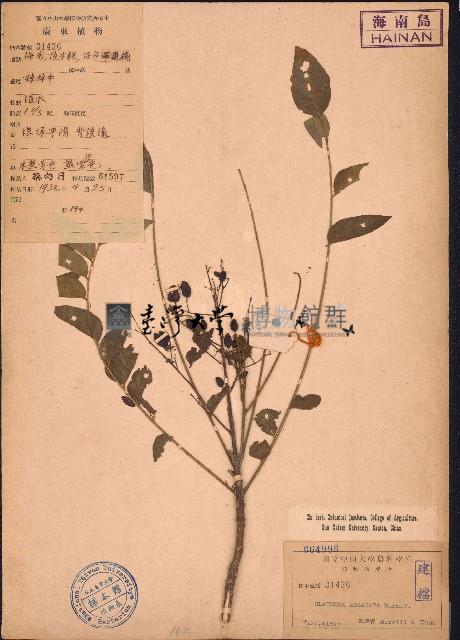 過山香藏品圖，第1張